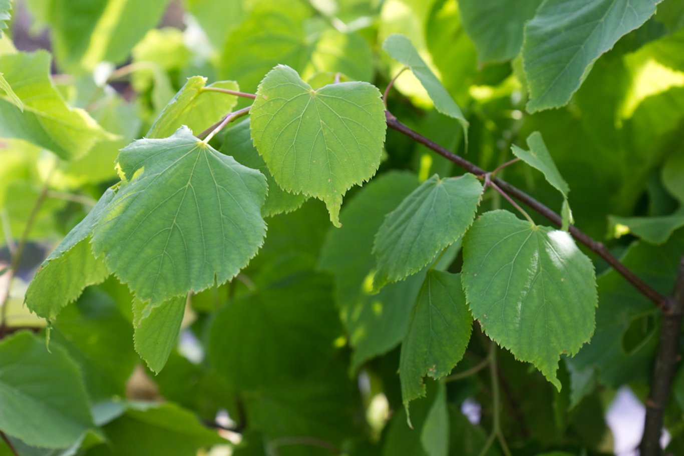 Tilia cordata - 50-80 CM bare root 1/1